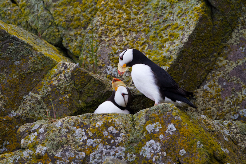 Horned Puffins